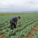 Health Risks Highlighted: Excessive Pesticides and Nitrates Found in Vegetables from Buryatia
