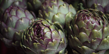 Peru’s Artichoke Exports Face Sharp Decline: What’s Behind the 28.9% Drop?