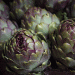 Peru’s Artichoke Exports Face Sharp Decline: What’s Behind the 28.9% Drop?