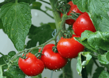 Spain’s Tomato Industry: Record Growth Amid New Challenges for 2024/25