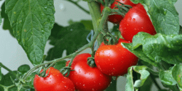 Spain’s Tomato Industry: Record Growth Amid New Challenges for 2024/25
