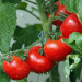 Spain’s Tomato Industry: Record Growth Amid New Challenges for 2024/25