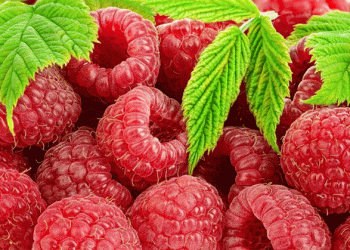 Peru’s Raspberry Revolution: A New Frontier for Global Supply and Sustainable Farming