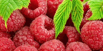 Peru’s Raspberry Revolution: A New Frontier for Global Supply and Sustainable Farming
