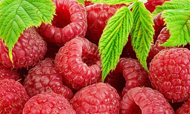 Peru’s Raspberry Revolution: A New Frontier for Global Supply and Sustainable Farming