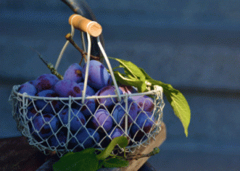 Plum and Pear Harvests in Full Swing: How Farmers in Lower Saxony Are Adapting to Climate Changes