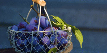 Plum and Pear Harvests in Full Swing: How Farmers in Lower Saxony Are Adapting to Climate Changes