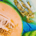 Castile-La Mancha: The Melon Powerhouse of Europe Driving Demand Amidst a Hot Summer