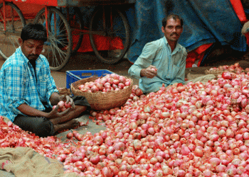Surge in Kharif Onion Cultivation in Nashik: What Farmers Can Expect for the 2024 Season