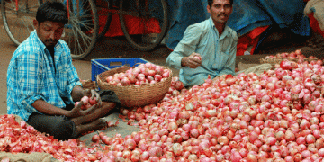 Surge in Kharif Onion Cultivation in Nashik: What Farmers Can Expect for the 2024 Season