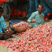 Surge in Kharif Onion Cultivation in Nashik: What Farmers Can Expect for the 2024 Season
