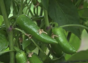 Mexico Emerges as a Global Leader in Vegetable Exports