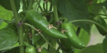 Mexico Emerges as a Global Leader in Vegetable Exports