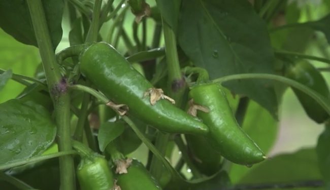 Mexico Emerges as a Global Leader in Vegetable Exports