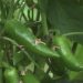 Mexico Emerges as a Global Leader in Vegetable Exports