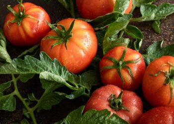 Bulgarian Vegetable Exports Show Resilience Amid Fluctuations