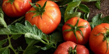 Bulgarian Vegetable Exports Show Resilience Amid Fluctuations