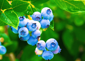 Peru Sets Strict Phytosanitary Requirements for Blueberry Plant Imports from Spain