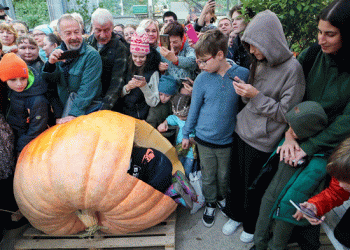 Breaking Records: The Harvest of a 400kg Giant Pumpkin at Aptekarsky Ogorod