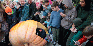 Breaking Records: The Harvest of a 400kg Giant Pumpkin at Aptekarsky Ogorod