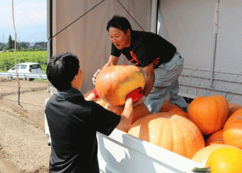 Harvesting Halloween Pumpkins in Nagano: A Celebration of Tradition and Community