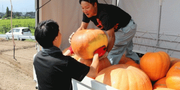 Harvesting Halloween Pumpkins in Nagano: A Celebration of Tradition and Community