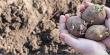 Harnessing the Power of Innovation: Transforming Agriculture for a Sustainable Future
