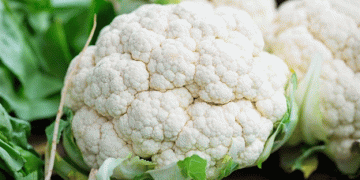 From 5 Kathas to 7 Acres: How One Farmer’s Vision Transformed Cauliflower Farming in Araria
