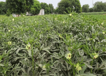 Vegetable Farming: A Pathway to Prosperity for Farmers in Malakheda