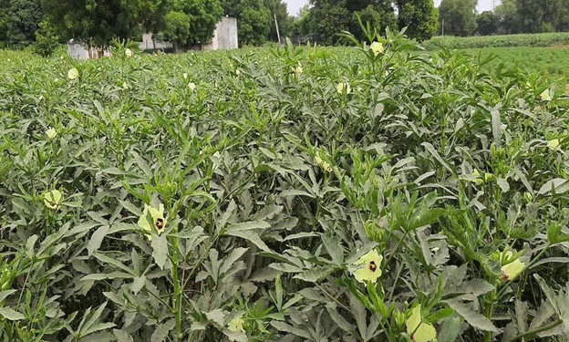 Vegetable Farming: A Pathway to Prosperity for Farmers in Malakheda