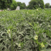 Vegetable Farming: A Pathway to Prosperity for Farmers in Malakheda