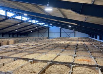 Enhancing Onion Storage: Tolsma-Grisnich’s Latest Project in France