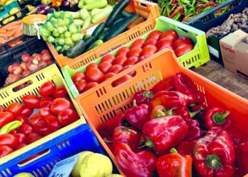 Elevating Vegetable Quality: Insights from International Agricultural Practices