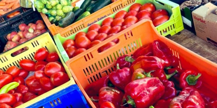 Elevating Vegetable Quality: Insights from International Agricultural Practices