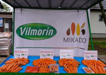 Celebrating Success at the SARGAREPIJADA: A Focus on Carrot Innovations