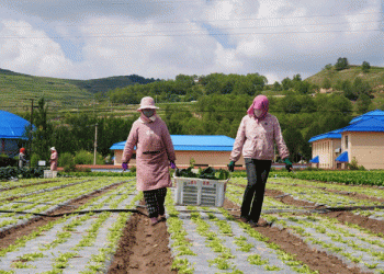 From the Plateau to Prosperity: How Cool-Climate Vegetables are Transforming Tibetan Villages