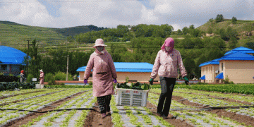 From the Plateau to Prosperity: How Cool-Climate Vegetables are Transforming Tibetan Villages