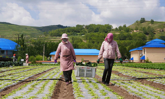 From the Plateau to Prosperity: How Cool-Climate Vegetables are Transforming Tibetan Villages