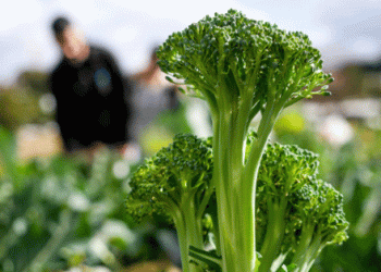 Murcia: Leading the Way in Organic Farming and Surpassing EU Green Deal Goals