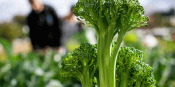 Murcia: Leading the Way in Organic Farming and Surpassing EU Green Deal Goals