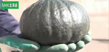 Harvest Season Peaks for Japan’s Unique Kuri Aji Pumpkin: A Sweet Success in Tomamae Town