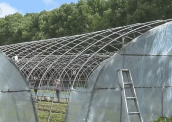 Shanghai’s Resilience: Rebuilding Vegetable Supply Post-Typhoon