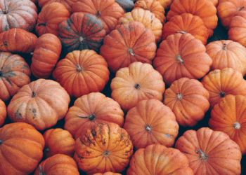 Poland’s Pumpkin Boom: A Leading Force in European Production