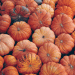 Poland’s Pumpkin Boom: A Leading Force in European Production