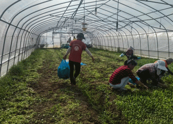 Resilience in the Face of Adversity: Chongming Farmers Rally After Typhoon Bailu