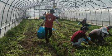Resilience in the Face of Adversity: Chongming Farmers Rally After Typhoon Bailu