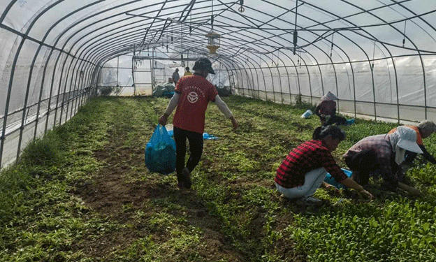 Resilience in the Face of Adversity: Chongming Farmers Rally After Typhoon Bailu