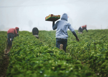 Simplifying Seasonal Labor: Addressing the Challenges of Migrant Workers in Italian Agriculture