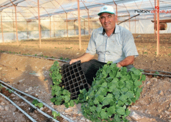 Rising Costs Force Kumluca Farmers to Cut Tomato Production by 5,000 Acres