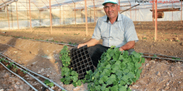 Rising Costs Force Kumluca Farmers to Cut Tomato Production by 5,000 Acres